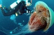 too many jellyfish in the sea. blame wind farms and gas platforms