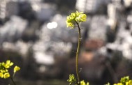 νάσο, το όραμα μας ανήκει